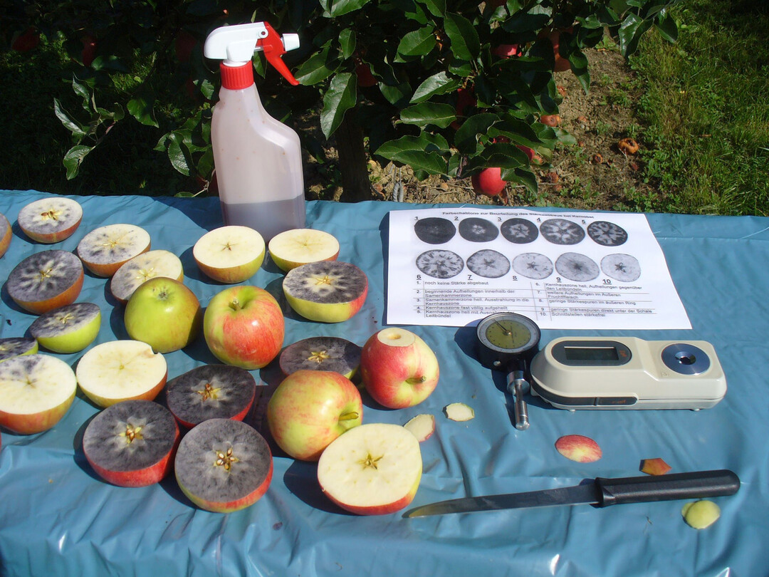 Mit einfachen Schnelltests lsst sich der Reifebeginn von pfeln nherungsweise bestimmen.