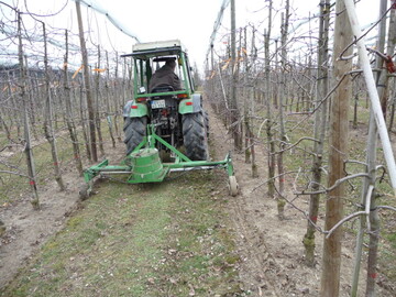 Soll das Wachstum durch Wurzelschnitt nur moderat beruhigt werden, muss er frh im Winter erfolgen.
