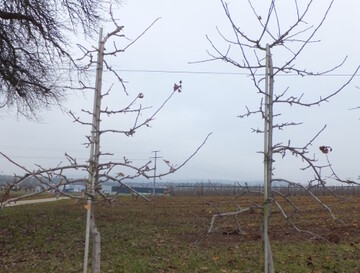 Der ideale Baumaufbau in Form einer schlanken Spindel: rechts der Baum vor dem Schnitt, links geschnitten. Wer nach diesem Muster vorgeht, kann viel Arbeitszeit einsparen.