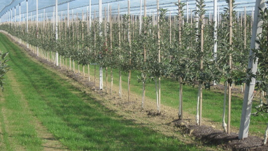 Neupflanzung im dritten Nachbau: Die flächige Ausbringung von Kompost und die Abdeckung des Pflanzstreifens kann zu vitaleren Bäumen beitragen.