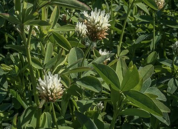 Eine gute Wahl für den Feldfutterbau sind Leguminosen wie der Alexandrinerklee.