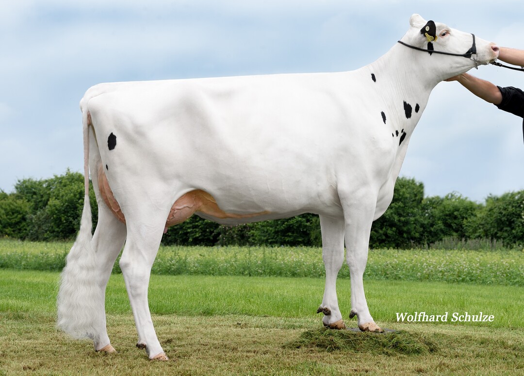 Alisa RF, Mutter von Griffon aus der Zucht der Erthle GbR in Ulm- Eggingen.