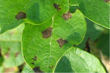 Alternaria (Drrefleckenkrankheit) an Kartoffeln