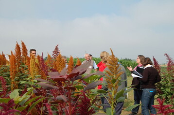 Amaranth
