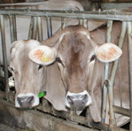 Der AMI-Vergleichspreis in Baden-Württemberg lag im Jahr 2011 abhängig von der Liefermenge zwischen 34,9 und 35,6 Cent/kg Milch netto bei 4,2 Prozent Fett und 3,4 Prozent Eiweiß. Das ist ein Plus um zwölf Prozent oder 3,7 bzw. 3,8 Cent/kg gegenüber dem Vorjahr.