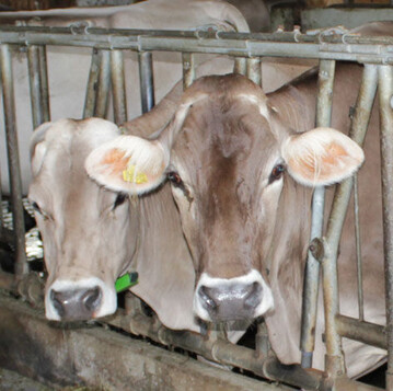 Der AMI-Vergleichspreis in Baden-Wrttemberg lag im Jahr 2011 abhngig von der Liefermenge zwischen 34,9 und 35,6 Cent/kg Milch netto bei 4,2 Prozent Fett und 3,4 Prozent Eiwei. Das ist ein Plus um zwlf Prozent oder 3,7 bzw. 3,8 Cent/kg gegenber dem Vorjahr. 