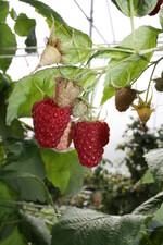 Die Herbsthimbeersorte Amira schnitt bei Tests von Schweizer Experte der Forschungsanstalt Agroscop gut ab.