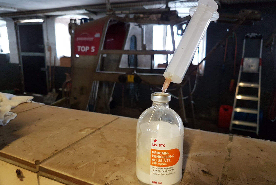 Der Einsatz von Antibiotika in der Tierhaltung sinkt seit Jahren und soll nach Ausweitung der Meldepflichten noch weiter zurückgehen. Ziel ist eine noch bessere Tiergesundheit.