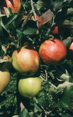 Apfel