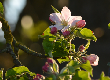 Die Apfelblüte setzt immer früher im Jahr ein.