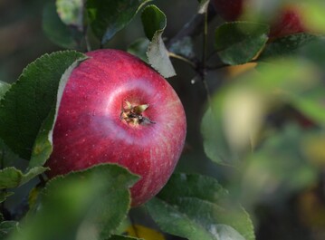 Deutsche Tafeläpfel sind derzeit Mangelware.