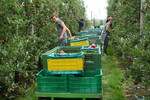 Deutlich mehr Äpfel als im letzten Jahr können die Erntehelfer in diesem Jahr von den Bäumen pflücken. Fröste im April hatten im Jahr 2017 dafür gesorgt, dass viele Kisten leer blieben.