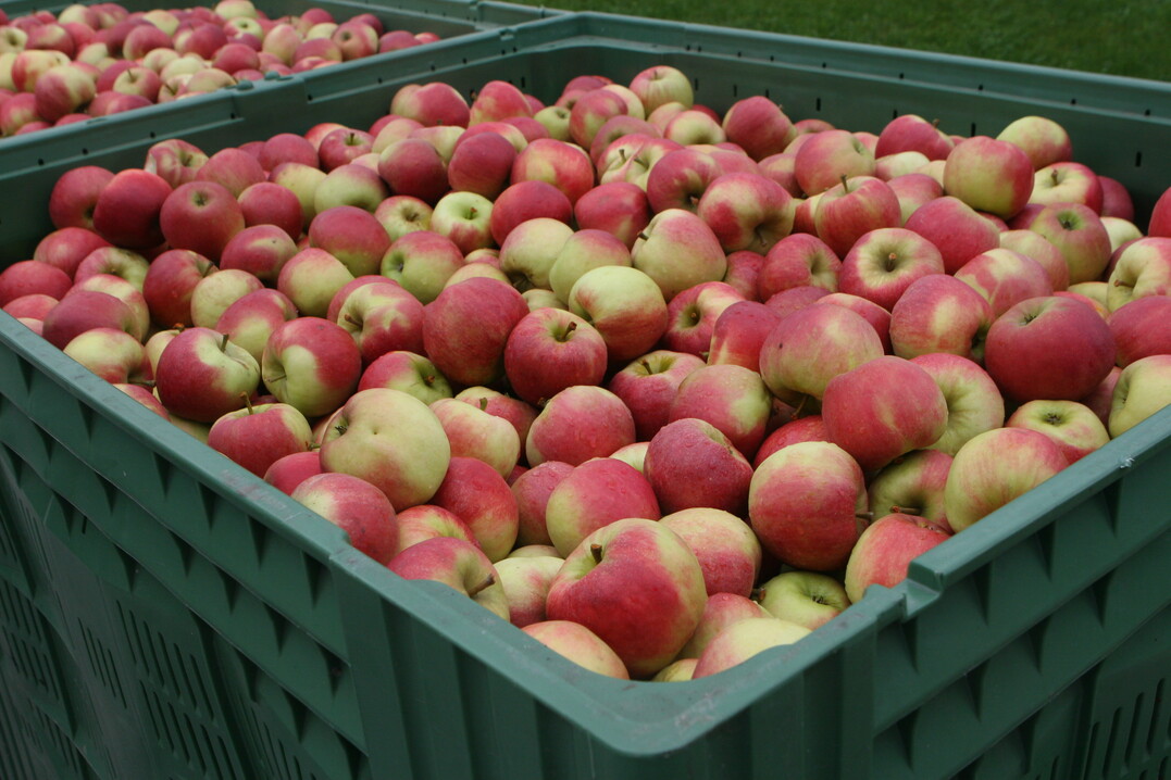Der Markt für Tafeläpfel floriert.