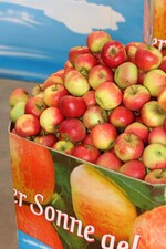 Große Kernobstmengen wurden im Herbst über Aktionen abgesetzt.