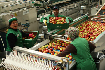 Der Apfelabsatz hat im Mai deutlich an Fahrt aufgenommen.