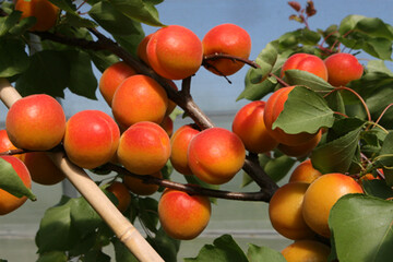 Zwei Schweizer Obstbauern aus dem Aargau steigen in den geschtzten Anbau von Aprikosen ein.
