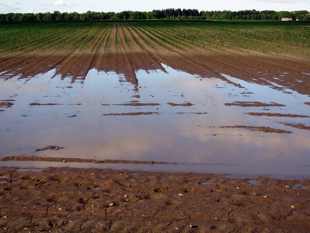 Ein überschwemmtes Feld.