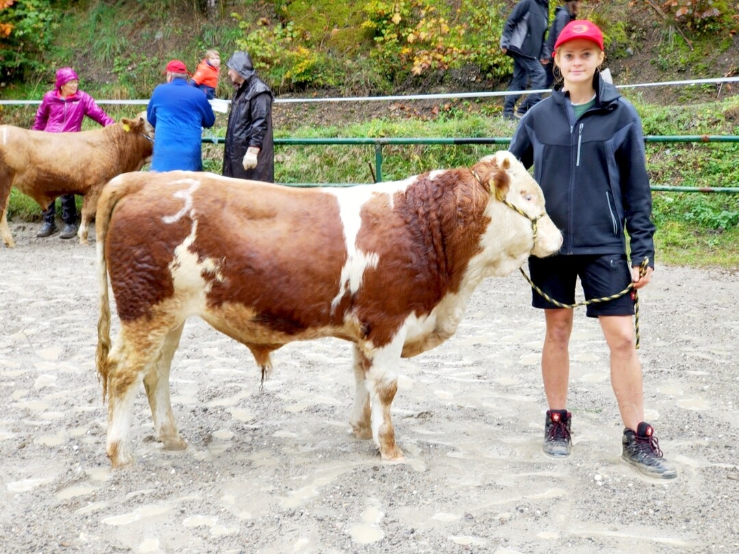 Der Arinax P-Sohn von Manfred Kuttler aus dem Kleinen Wiesental-Raich-Hohenegg war auf dem Hinterwldernmarkt in Schnau. Dieser Bulle war genetisch behornt, in 50 % der Flle sind die Nachkommen hornlos. Die A-Linie steht fr eine gute Fleischleistung. Neben Arinax P steht noch Arida in der Besamung zur Verfgung.