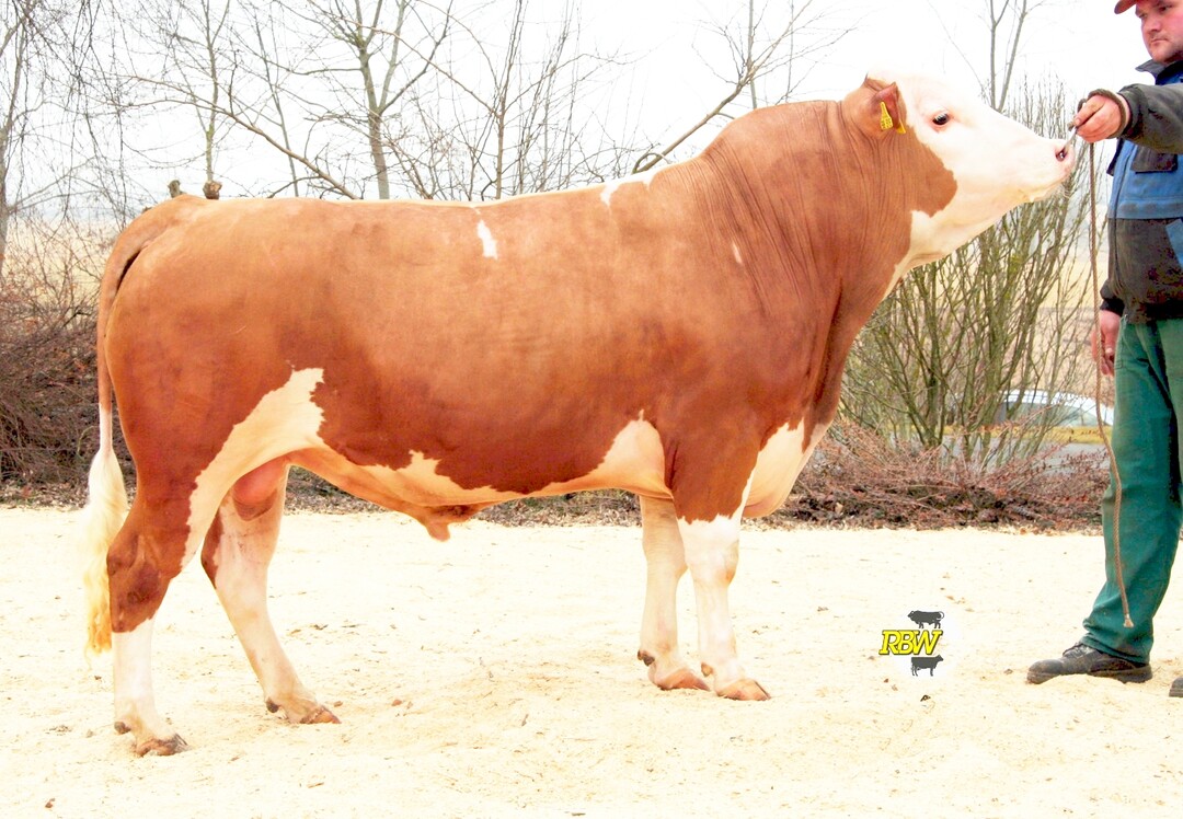   ber eine Ausmendelung kam das Hornlosgen in die Hinterwlderpopulation. Einer von zwei Besamungsbullen mit mischerbig hornloser Genetik ist Arinax P. Er wurde 2010 geboren.