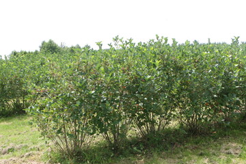Die Bio-Anbauflche wchst auch bei Beeren. Dazu zhlen auch Flchen, auf denen Aroniabeeren angebaut werden. 