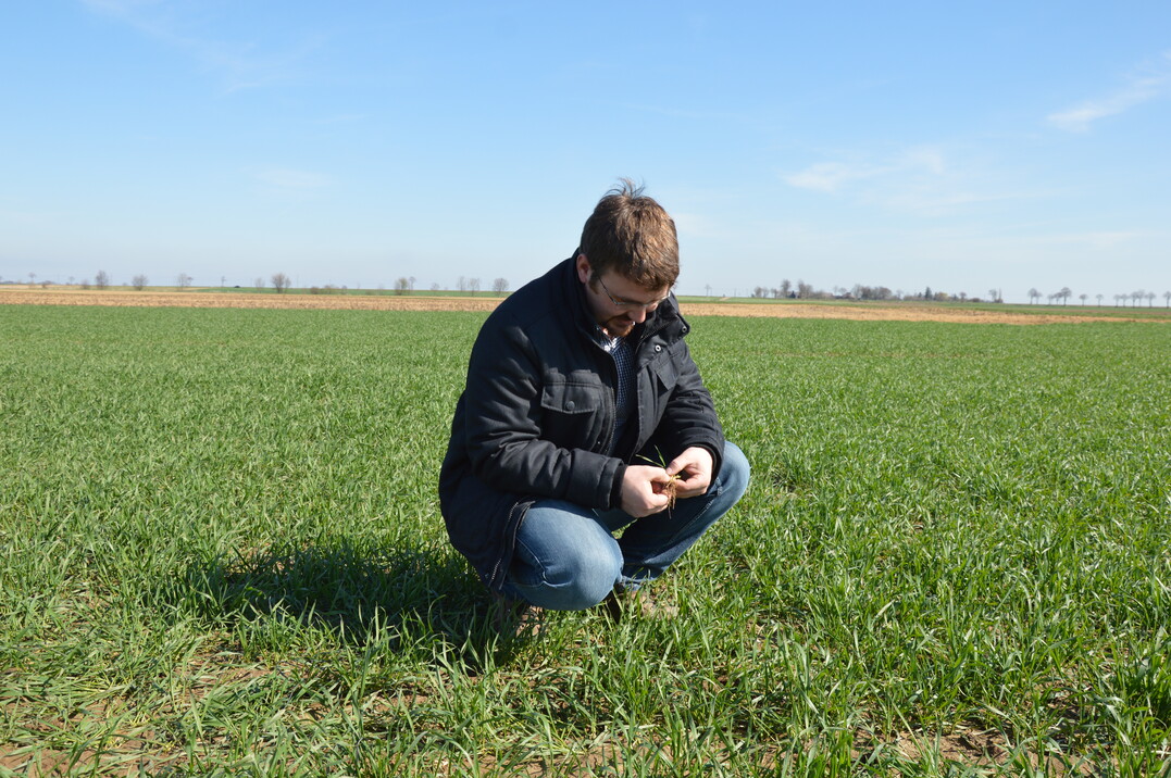 A-Winterweizen Asory, viel Lob