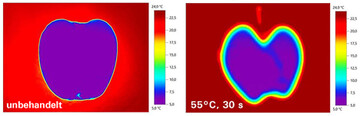 Die Heiwasserbehandlung eines Apfels bei 55 C fr 30 Sekunden nach Entnahme aus dem Lager (etwa 5 C) fhrt zu keiner mageblichen Erwrmung des Fruchtfleischs (Thermografie-Aufnahme, links unbehandelt). 