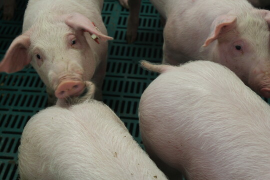 Warum sich Schweine in den Schwanz beien, ist bisher nicht abschlieend geklrt. Diskutiert werden mehrere, mgliche Grnde fr die Verhaltensanomalie.