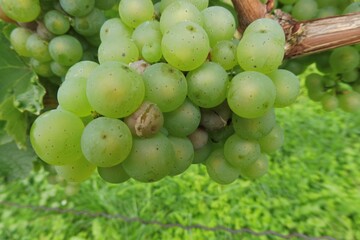 Bei der erwartenden Fäulnis sollte unbedingt eine selektive Lese stattfinden.