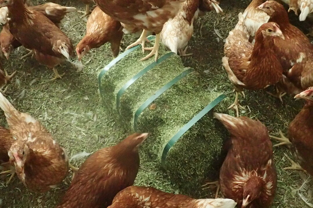  Auch Junghennen fressen gerne Luzerne als Raufutter. 