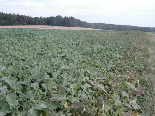 Auflaufraps kann im Herbst Futterl�cken f�llen, wenn keine Alternativen da sind. Die Anf�tterung muss vorsichtig erfolgen. 