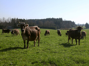 Aktive Khe auf der Weide in Niederwangen von Landwirt Hermann Klotz