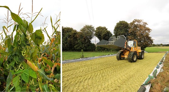 Hier wird das Soja-Stangenbohnengemenge als Sandwich-Silage mit reinem Mais siliert. 