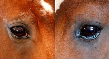 Pferd mit stark ausgeprgten Augenfalten (l.) und ohne Augenfalten (r.) 