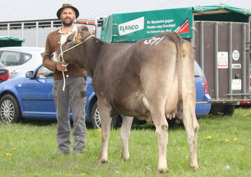 Bestbezahlte Jungkuh der letzten Auktion in Kempten war diese Huray-Tochter von Willi Hrmann, Fischen-Langenwang. Die Bio-Kuh blieb mit knapp 30 kg Milch fr 2240 Euro im Zuchtgebiet. 