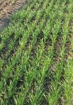 Bei der Unkrautbekämpfung im Getreide an Resistenzstrategien denken.