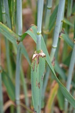 Rhynchosporium an Gerste lässt sich durch tolerante Sorten und Fungizide gut steuern.