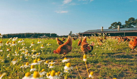 "Ich bin
sehr froh, dass die Haltung der Legehennen
ffentlicher geworden ist. Die Verbraucher
knnen die Tiere sehen und verstehen damit
unsere landwirtschaftlichen Produktionsweisen besser." Henner Schnecke.
