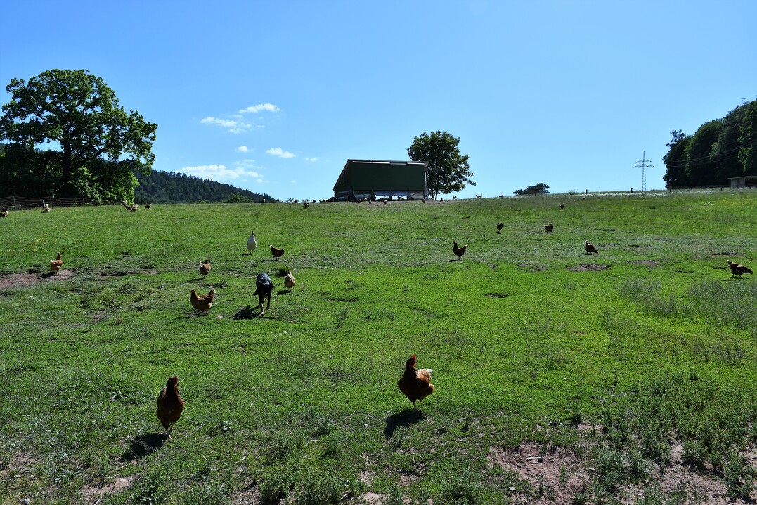 Mit dem ersten mobilen Hühnerstall konnten Kills die Eiernachfrage von 36 auf 1.000 Stück pro Woche steigern.