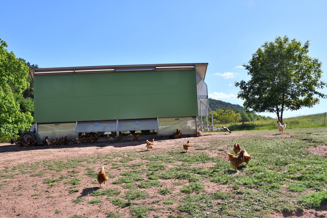 Mit ihren rund 650 Legehennen, verteilt auf drei mobile Hühnerställe, produziert der Betrieb rund 3.500 Eier pro Woche.