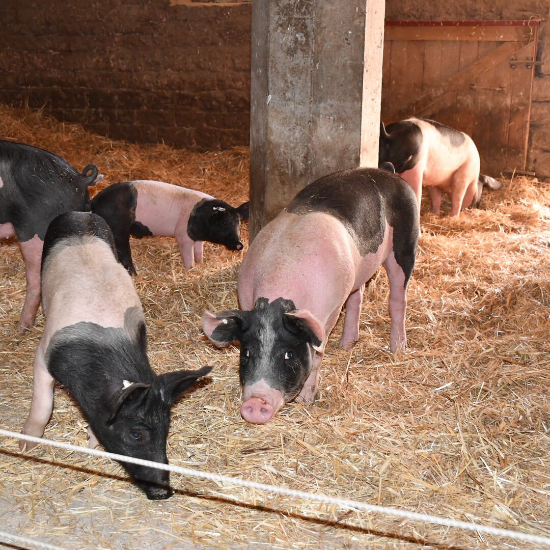 aus dem ehemaligen Rinderstall machten Nina und Sebastian Kill einen Schweinestall.