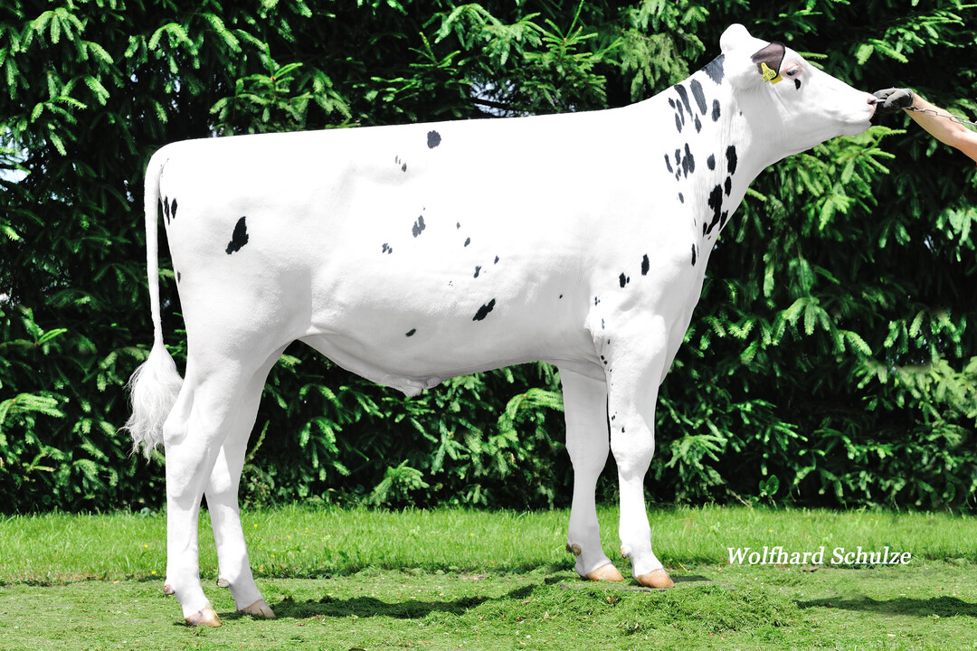 Der schwarzbunte Holsteinbulle Bagan verspricht rahmige Töchter mit einer verbesserten Beckenlage.