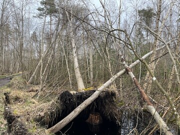 Das Waldkosystem ist ein bedeutendes Reservoir an Kohlenstoff, der ber Jahrzehnte oder sogar Jahrhunderte gebunden wird. Das Bild zeigt einen Bannwald, ein sich selbst berlassenes Waldreservat, in dem Pflegemanahmen nicht erlaubt und anfallendes Holz nicht entnommen werden darf.