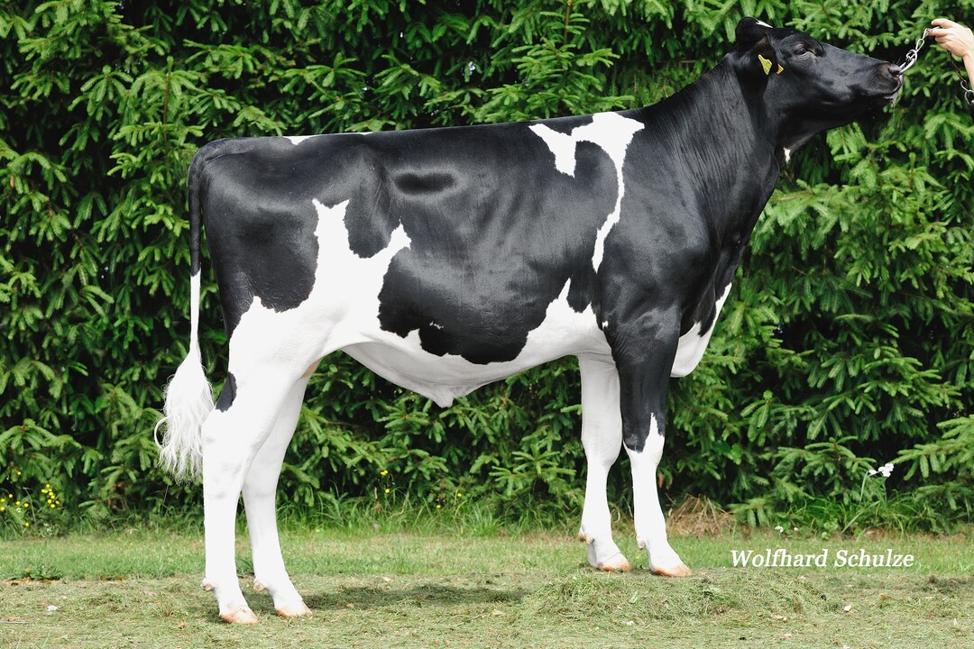 Der Schwarzbunt-Bulle bietet das Komplettpaket aus Leistung und hohen funktionalen Merkmalen.
