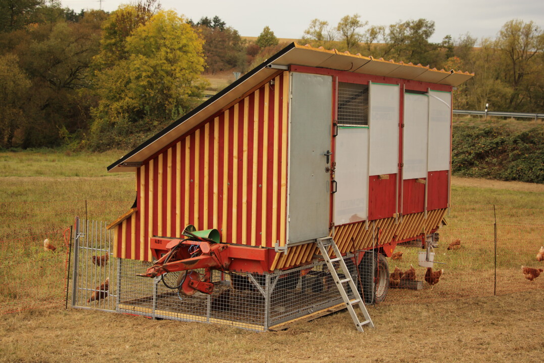 Freie Konstruktion auf einem Ladewagenchassis: Als einzelne Einheit eine gute M�glichkeit, aber der Betrieb mehrere solcher Einheiten birgt ein sehr ung�nstiges Verh�ltnis von eingesetzter Arbeitszeit zu vermarktungsf�higen Eiern.