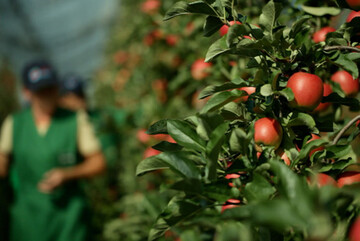 Erste Jazz-pfel der neuen Clubsorte aus der Produktion rund um Weisenheim kommen in dieser Vermarktungskampagne in den Handel. 