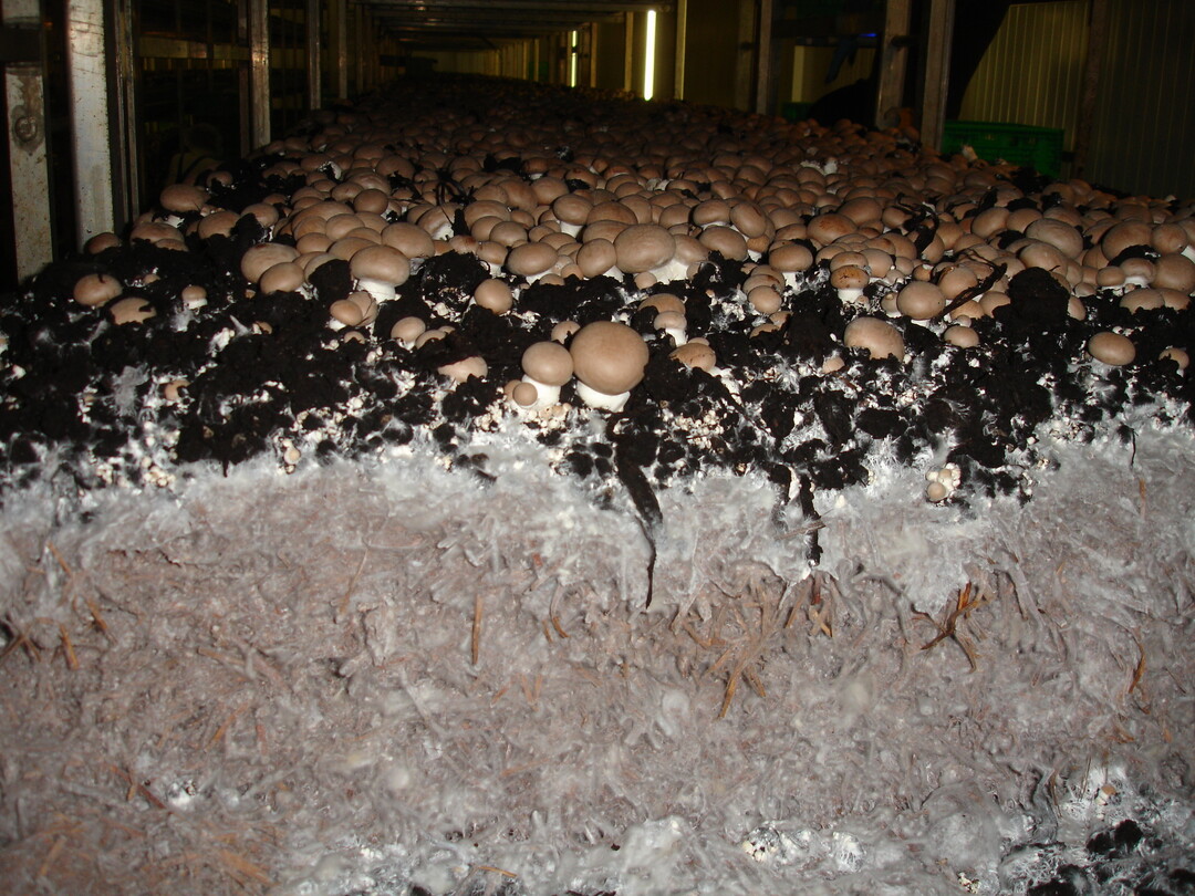 Champignons kurz vor der Ernte