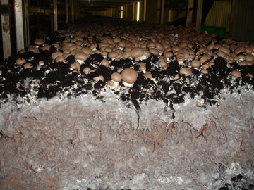 Champignons kurz vor der Ernte