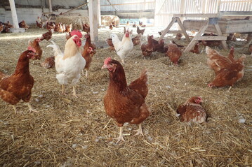 Hhner lieben es, in der Einstreu nach Futter zu suchen. 