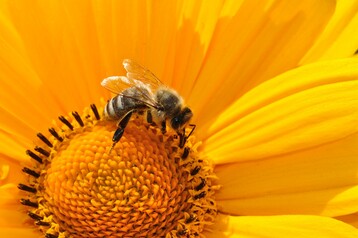 Bienen sollen durch das Verbot von Neonicotinoiden geschtzt werden.