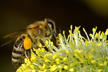 Mit neuen Auflagen sollen Bienen noch besser geschtzt werden.